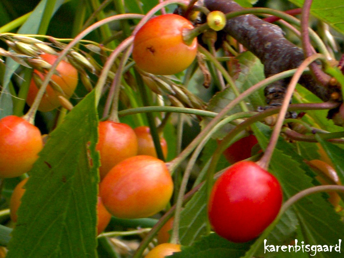Karen`s Nature Photography Wild Cherries on Tree in Hedgerows.