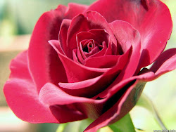 rose flowers wallpapers darkpink flower backgrounds pink dark anime desktop desktopdress gardens wallpapersafari