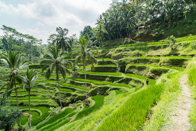 Ceking - Tegallalang - Ubud - Bali