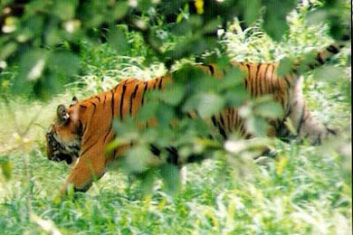Royal Bengal Tiger in Pilibhit