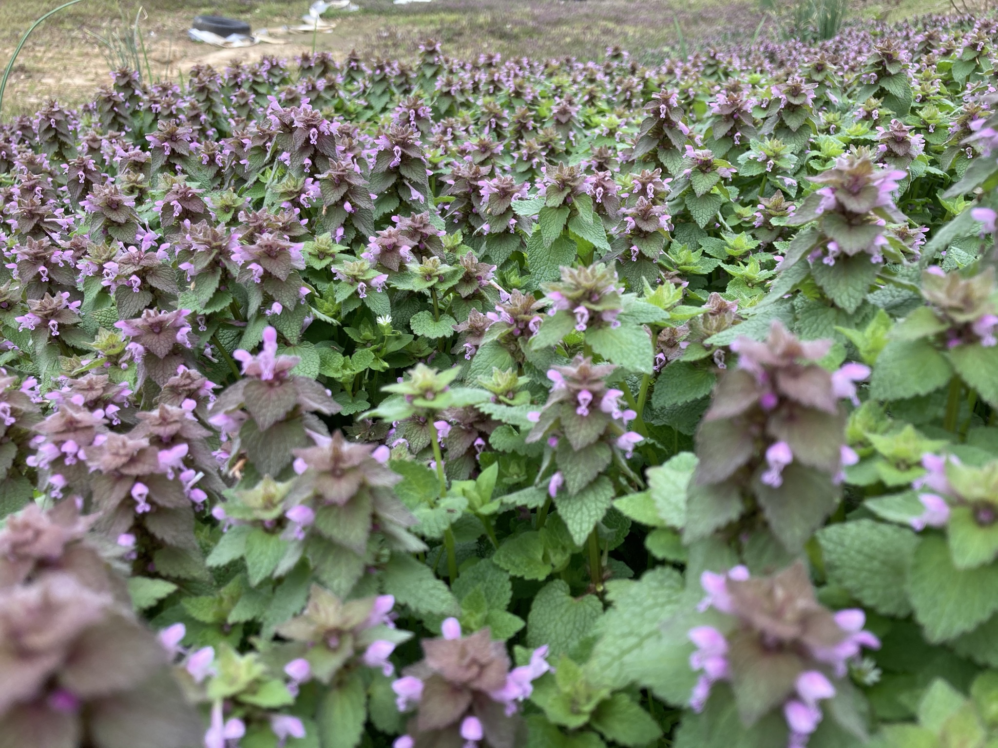 Things To Know About Purple Deadnettle