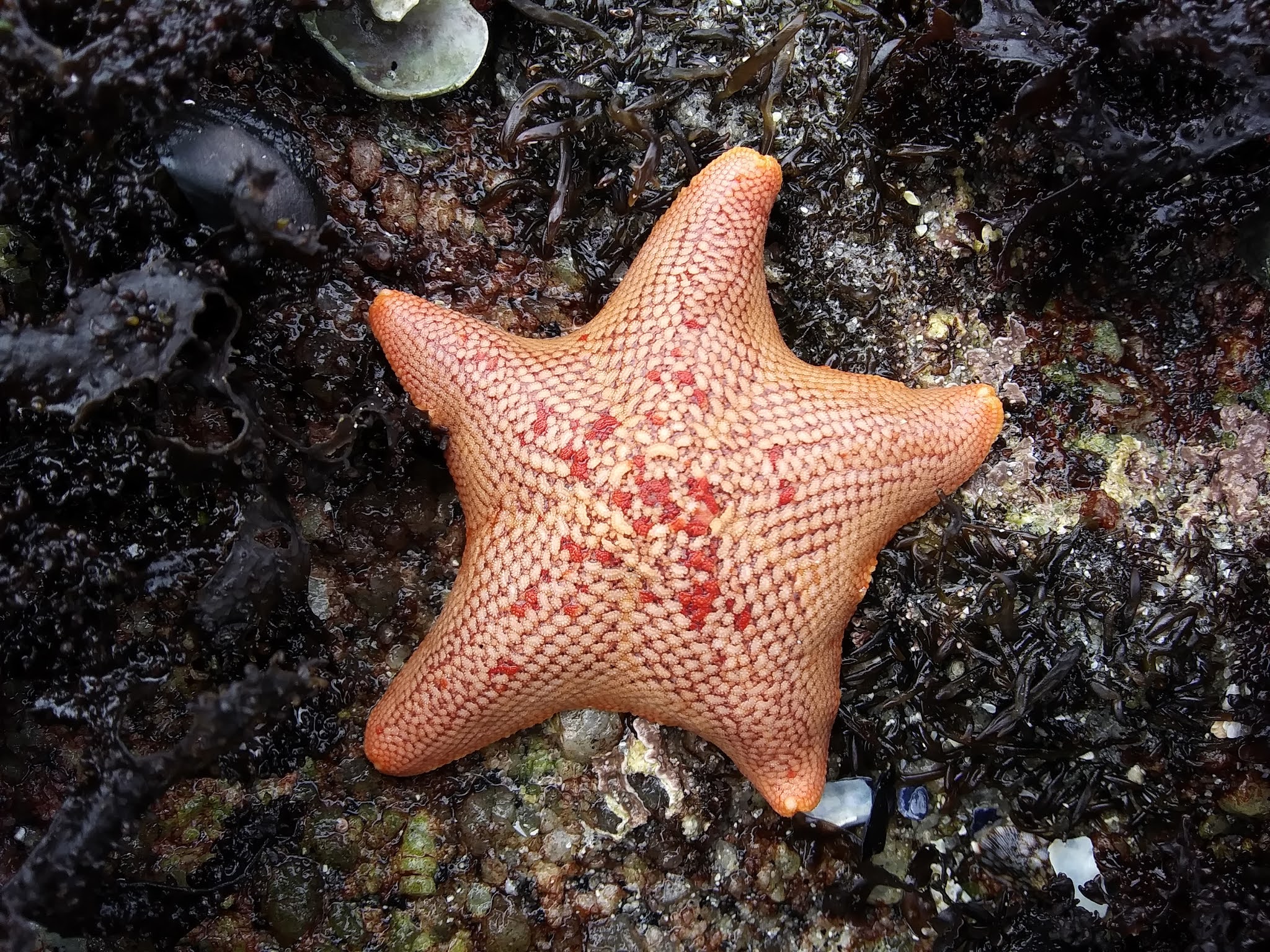 Tidepool Treasures Bat Stars