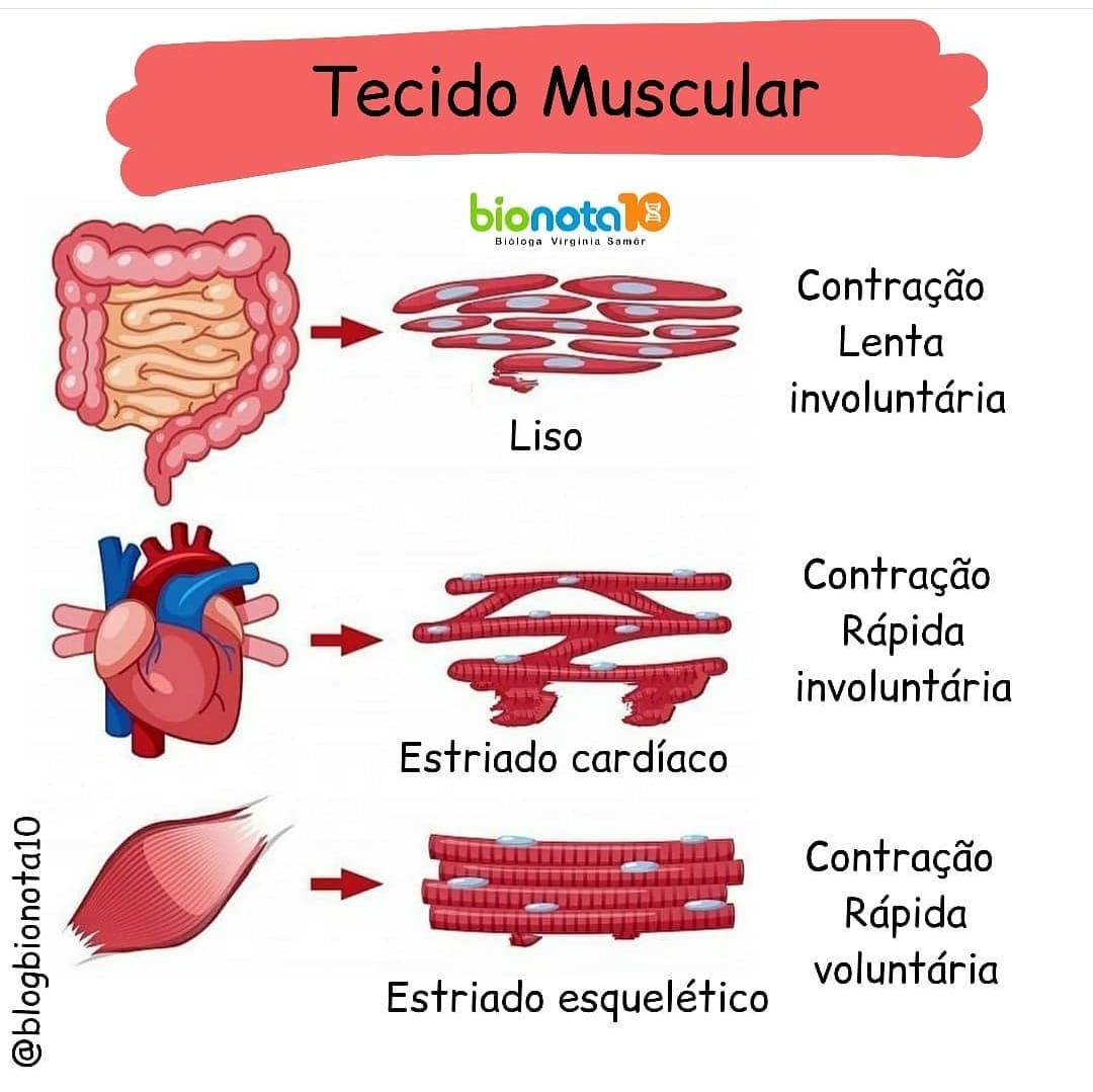 As Células Musculares São Diferentes Das Células Nervosas Porque: