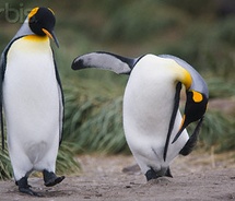 Funny penguin penguins animals Online Funny: Penguins funny pictures desktop wallpaper