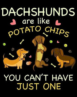 dachshund quotes