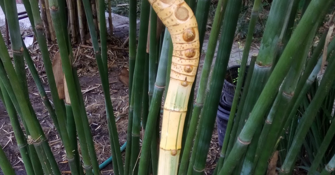 Boonthammee Bamboo Garden (BBG) — สวนไผ่บุญธรรมมี Bamboo walking stick