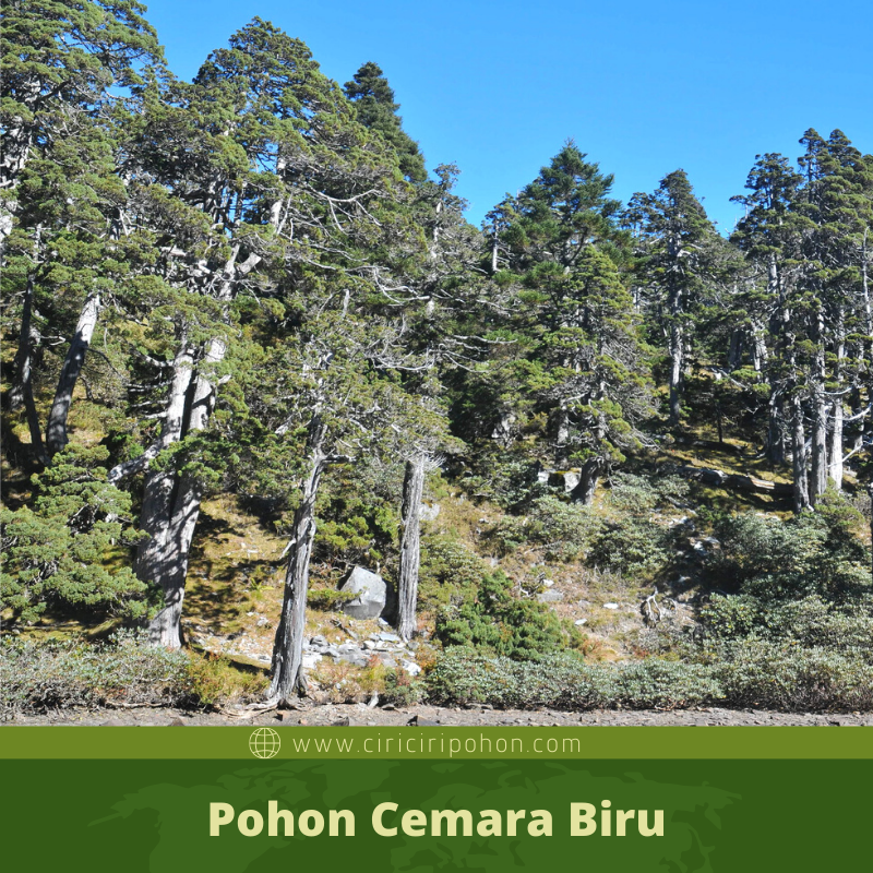 Pohon Cemara Biru