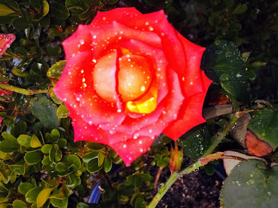 A foto mostra uma linda rosa para homenagear as mulheres nesse 8 de março.