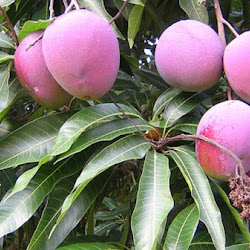 Pohon Mangga Apel Super Unggul