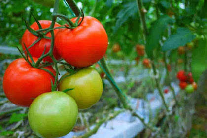 Cara Mudah Menanam Tomat Yang baik Secara Organik Bagi Petani Pemula