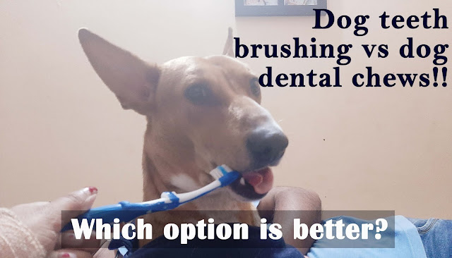 Dog teeth brushing vs Dental chews, which is better? Dog teeth brushing vs Dental chews, which is better?