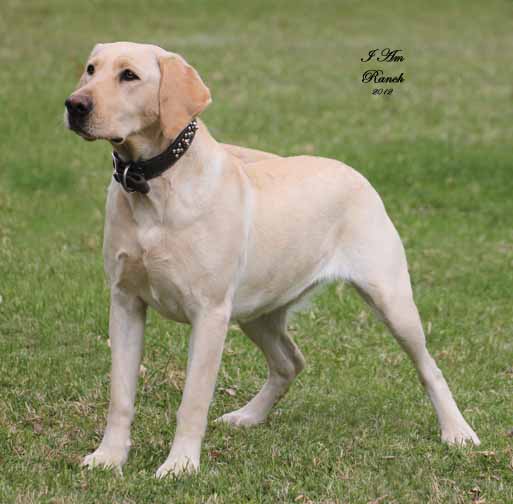 dogvista famous dogs dogvista famous dogs