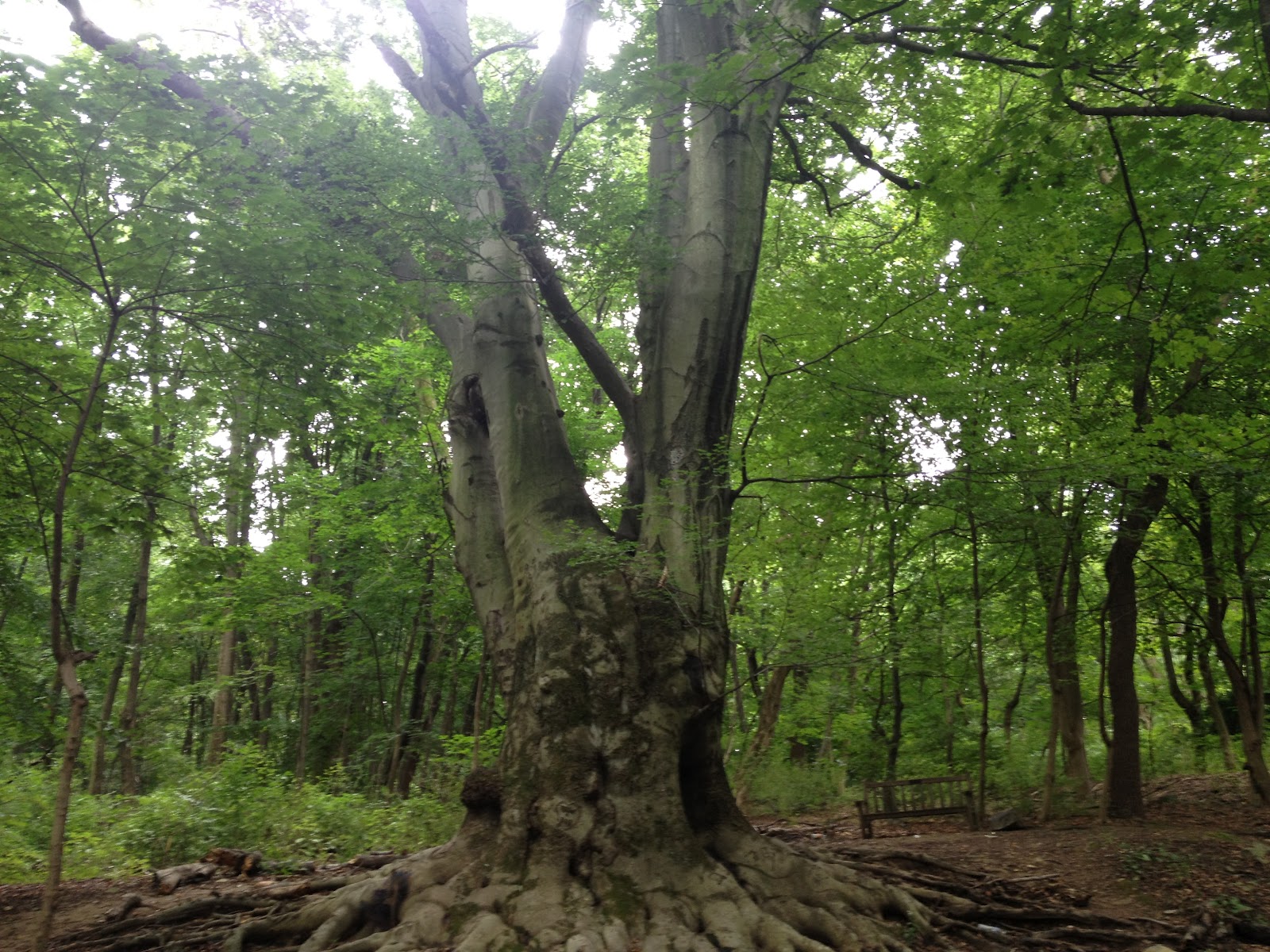 PHILLY TREES Notable Trees List