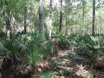 palmetto brush