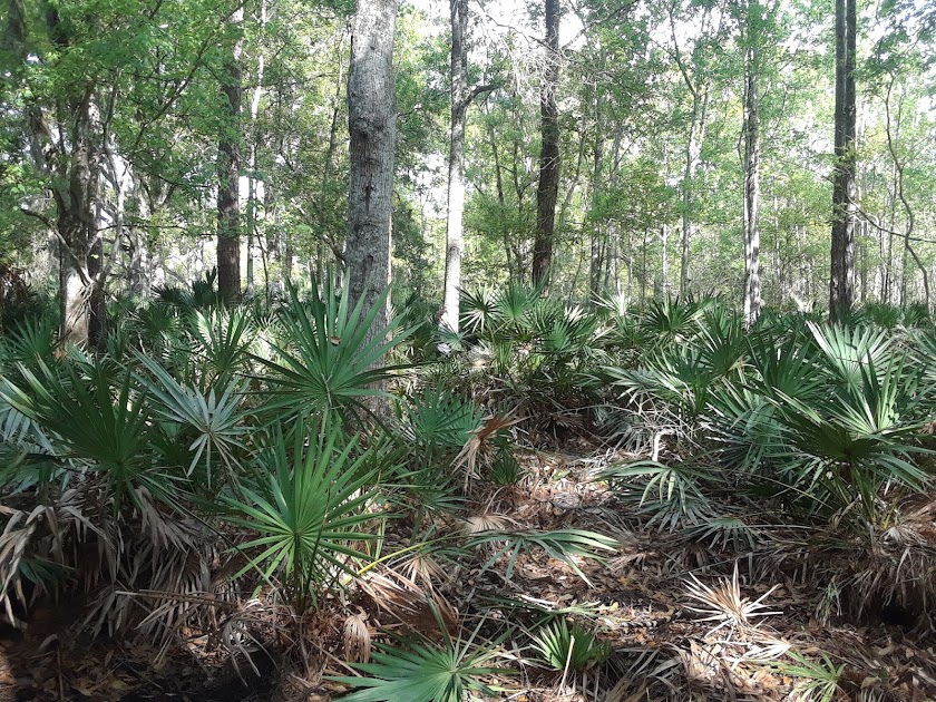 Finding Free Plants on Craigslist