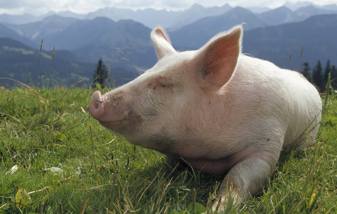 Oinkoles con mi Puerco