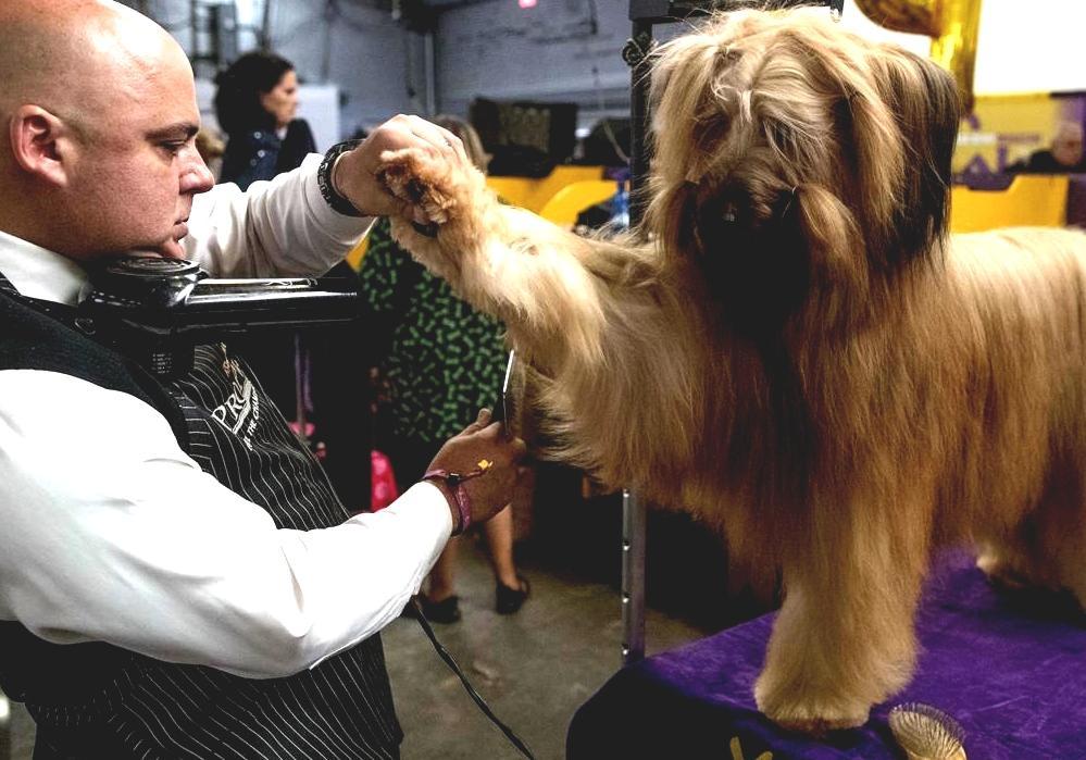 Conformation Show Dog Show Scores