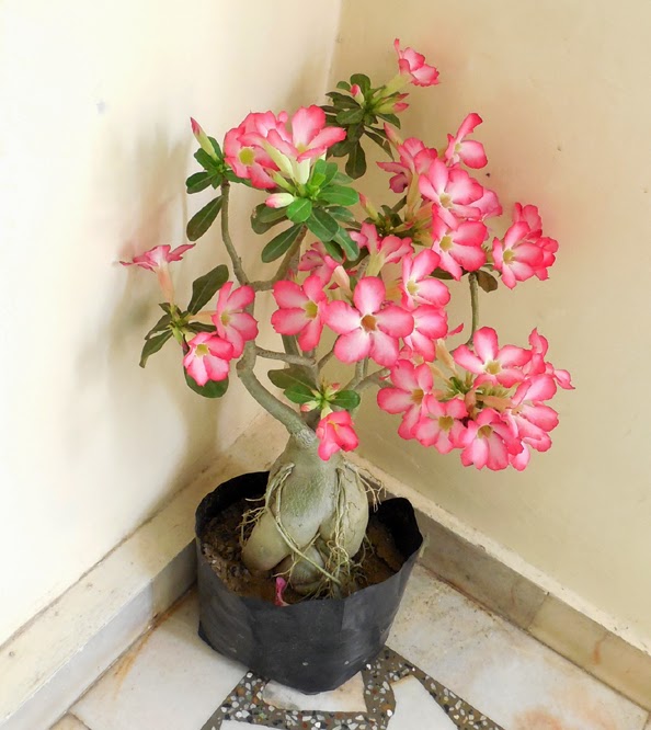 bonsai decorative adenium plants india Bonsai Adenium Plant