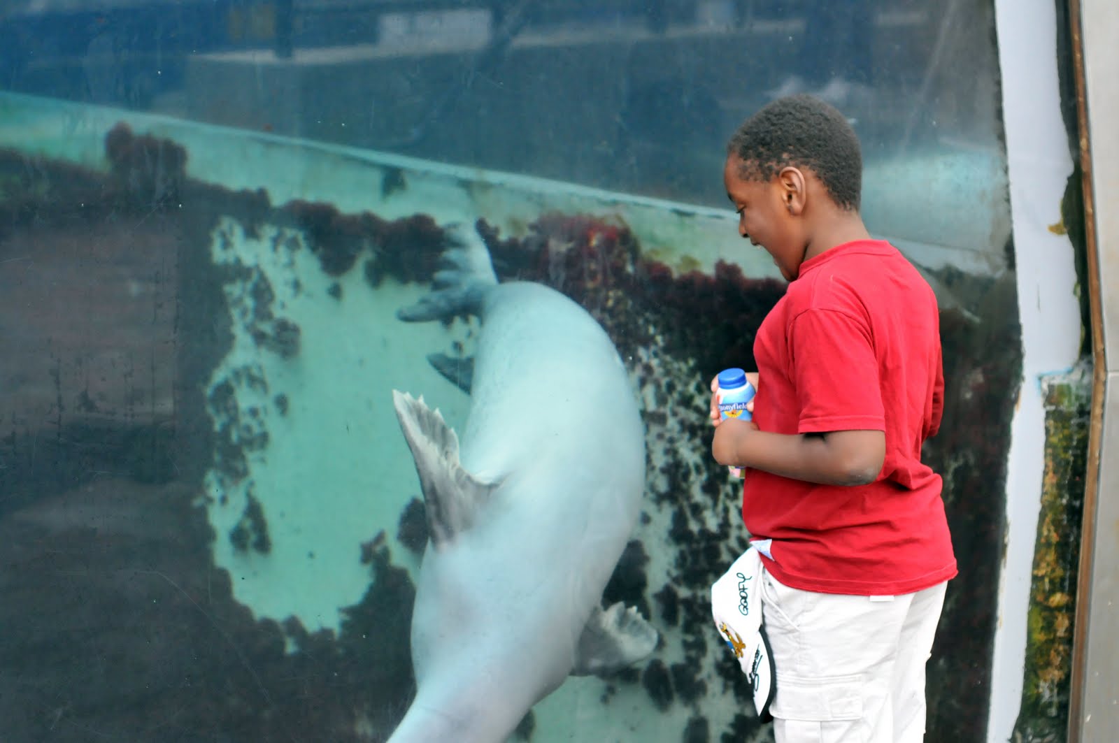 This Handmade Life Harbor Seals at Boston Aquarium.