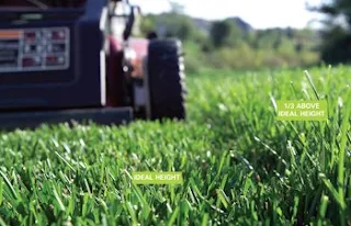 Lawn Mowing As Weed Control