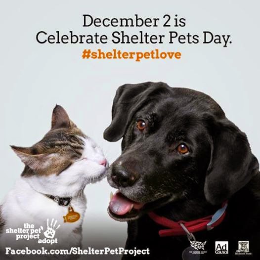 December 2, 2014 Shelter Pets Day