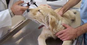 Laborant Ve Veteriner Saglik Bolumu Nedir Ne Is Yapar Maaslari Imkanlari Elizan Net Bolum Is Imkanlari Maaslari Nedir