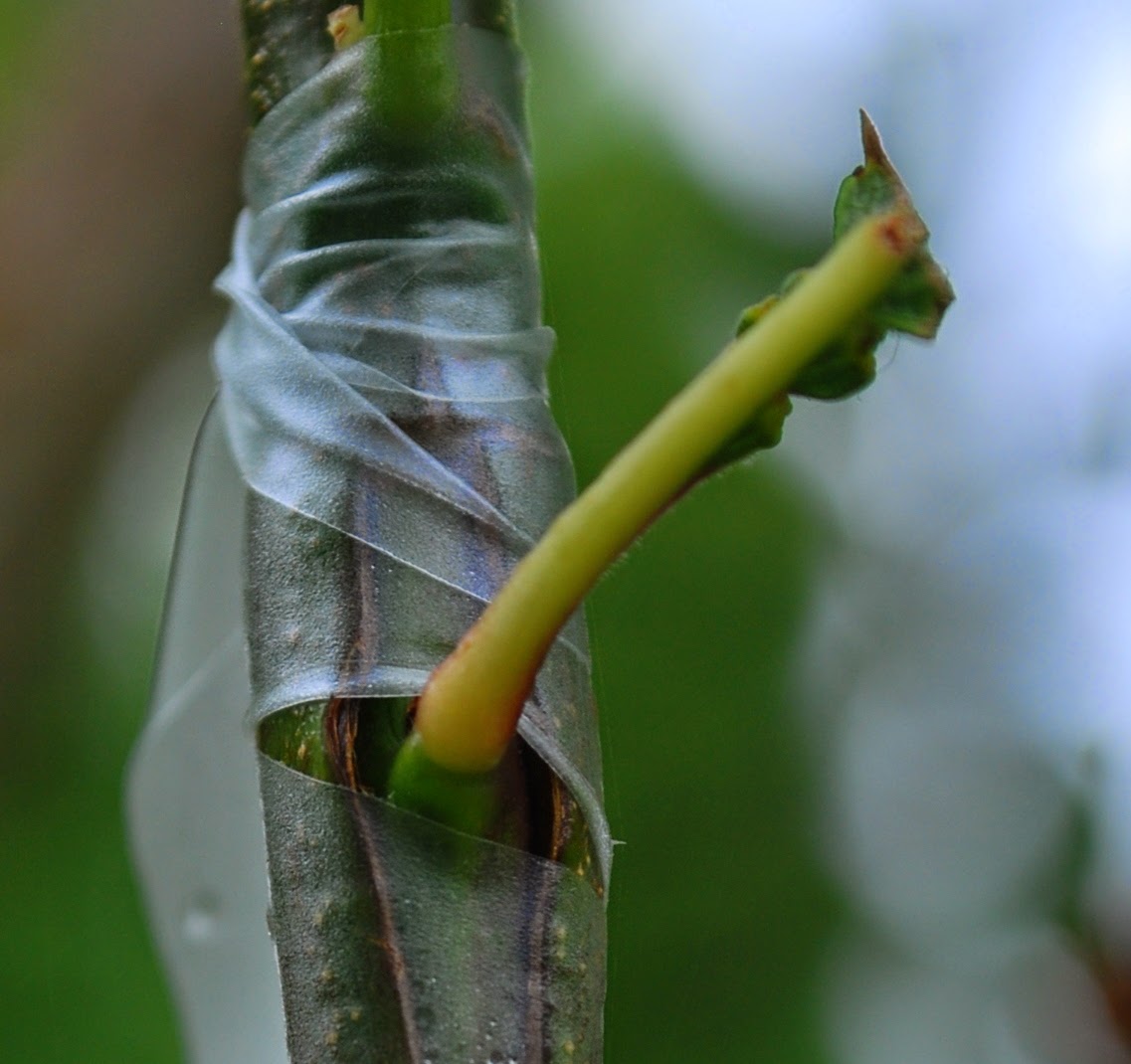 Daniel's Pacific NW Garden June 2014