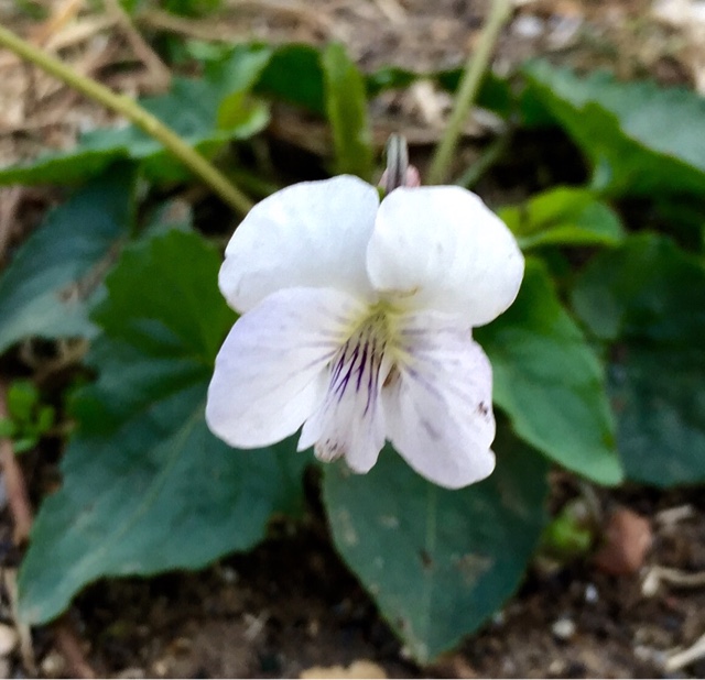 The Foraged Foodie Foraging for wild violets identification