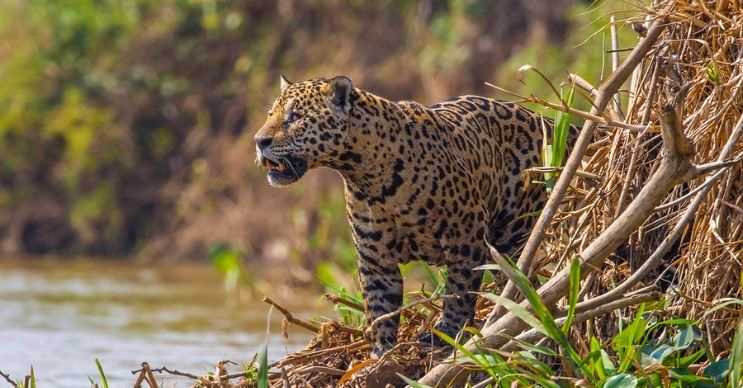 Jaguarlar gösterişli ve eşsiz desenlere sahiptir ama bu desenleri kusurludur.