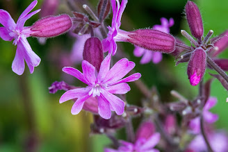 [Caryophyllaceae] Silene dioica – Red Campion (Silene dioica)
