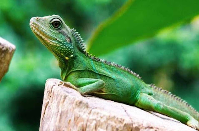 5 Jenis Hewan  Reptil  Herbivora dan Penjelasannya Hewan  