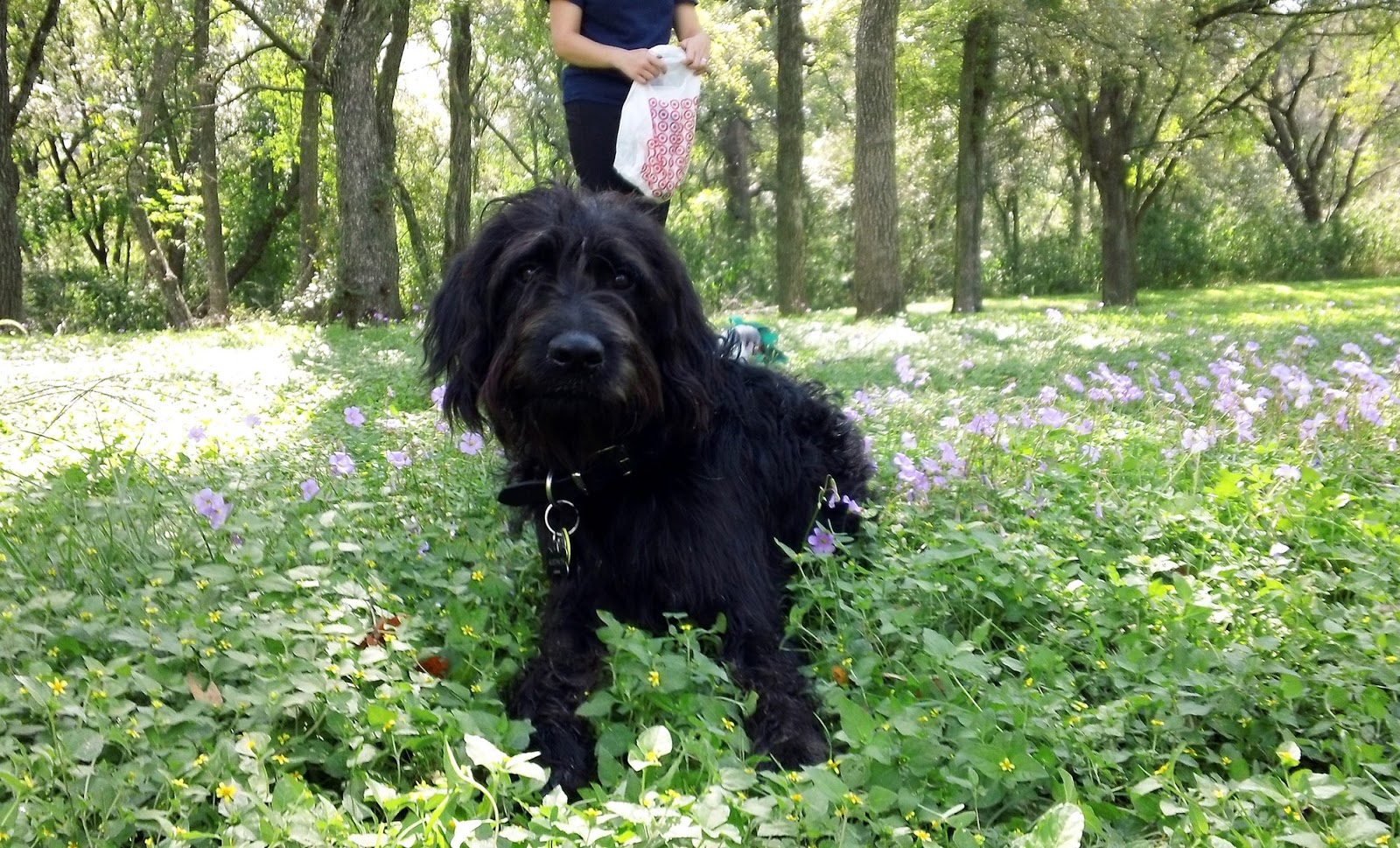 Austin Dog Mom Dog Park Reviews Onion Creek