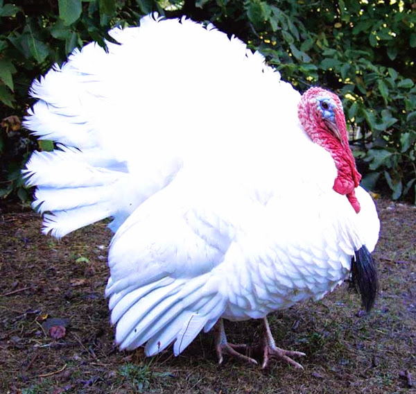 Midget White Turkey