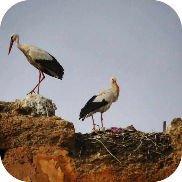 Long Weekend in Marrakech - Sidewalk Safari - Storks