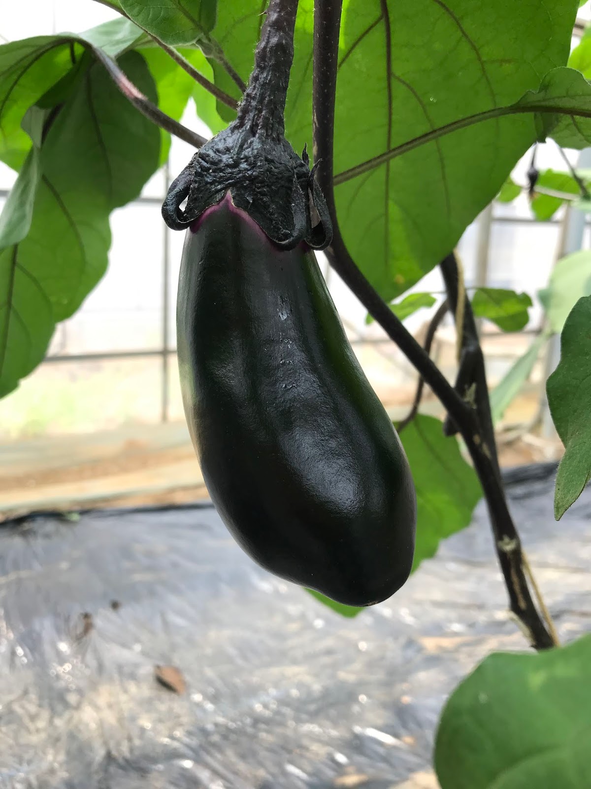 千葉大学 果樹 蔬菜 造園 加工ブログ ナスとピーマンの追肥
