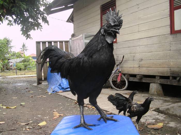 Ayam Cemani, a rare species of chickens from Indonesia
