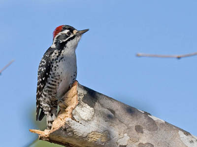 Photo of male Nuttall's Woodpecker on broken tree trunk