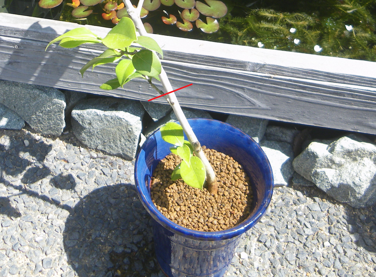 椿 ツバキ の育て方 鉢植えで美しい花を楽しむ メダカの大工