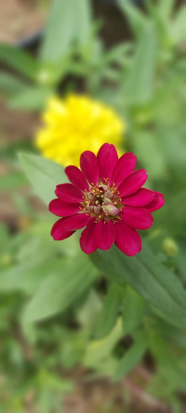 Red House Garden November 2011