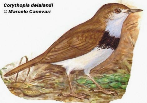 Argentina nativa Mosquitero (Corythopis delalandi)