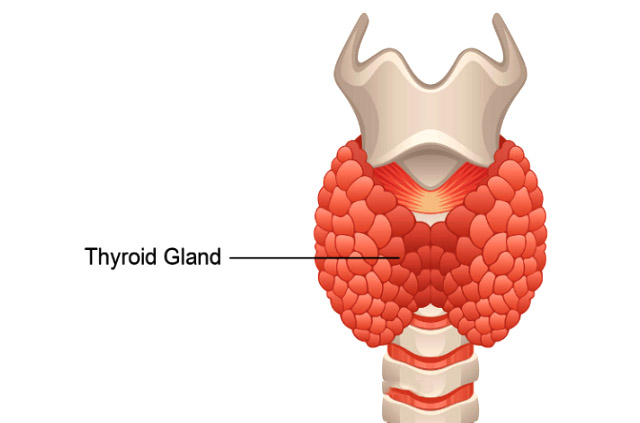 Control Weight gain due to thyroid with the help of these few tips