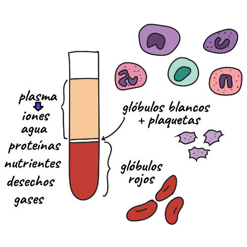 componentes de la sangre