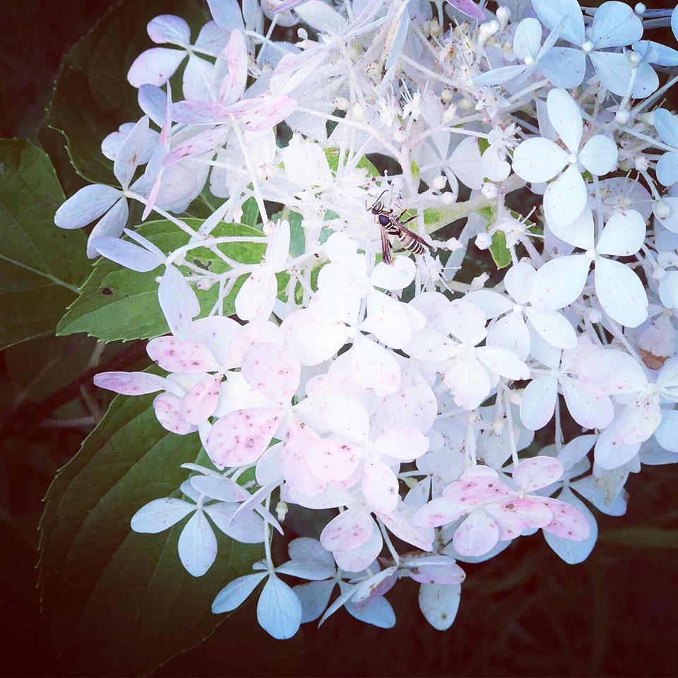Three Dogs In A Garden Hydrangeas Care Basics Old New Varieties