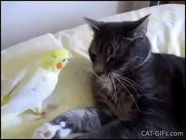 Amazing Cat GIF • Funny Parrot tries to kiss his best friend, the cool cat Amazing Cat GIF • Funny Parrot tries to kiss his best friend, the cool cat