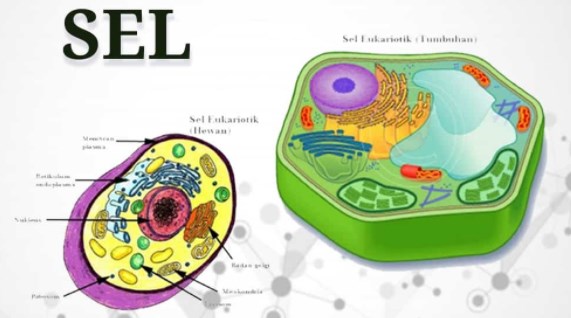 Fungsi sel prokariotik dan eukariotik