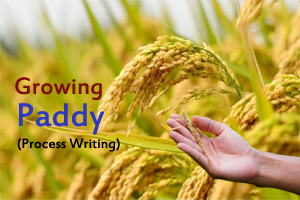 Weedy paddy essay 04 picture