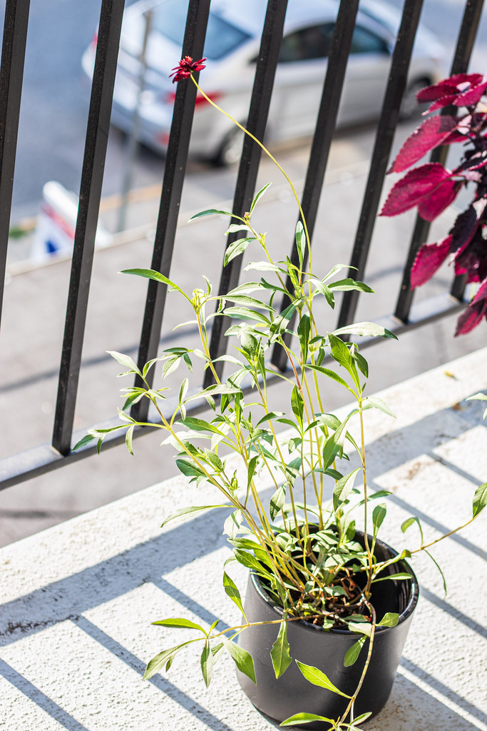 Chocolate Cosmos Cosmos atrosanguineus care and culture Travaldo's blog
