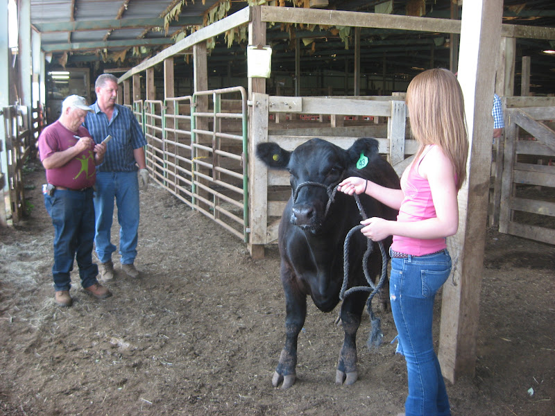 4R Ranch Steer Show Day 1