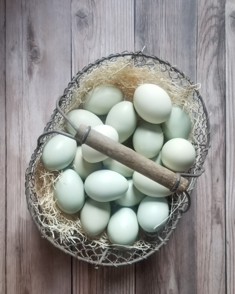 Which Chicken Breeds Lay Colored Eggs? Fresh Eggs Daily® with Lisa Steele