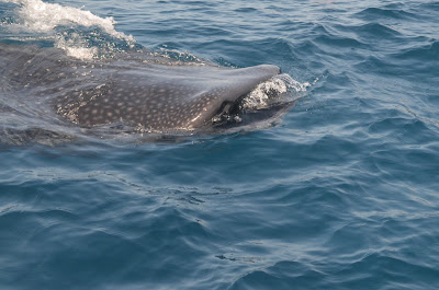 Nadar con el tiburón ballena en el Caribe Mexicano